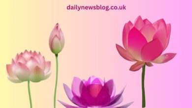 Blossom Lotus