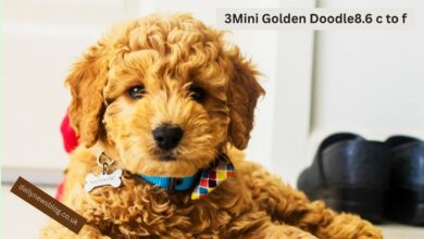 Mini Golden Doodle