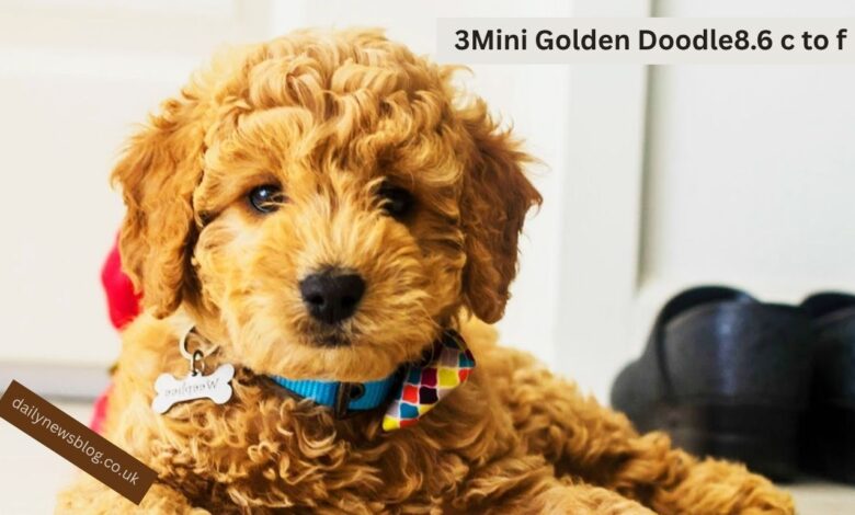 Mini Golden Doodle