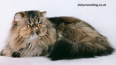 Persian Cattery