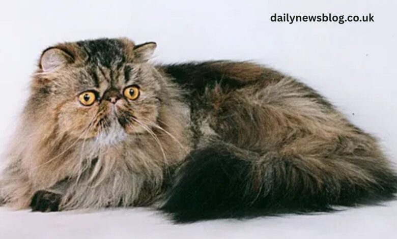 Persian Cattery