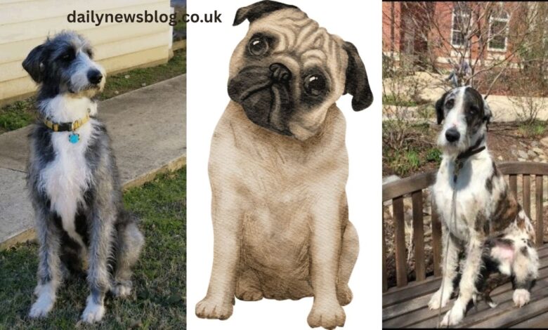 Great Danoodle Breeder