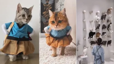 Catsiepants: What It Is, Why It’s Viral & How to Join the Fun