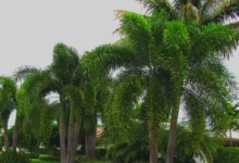 Foxtail PalmS: Ultimate Guide to Wodyetia bifurcata Care, Uses & Growth
