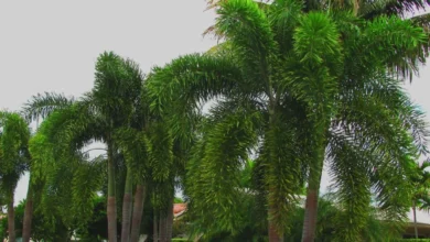 Foxtail PalmS: Ultimate Guide to Wodyetia bifurcata Care, Uses & Growth