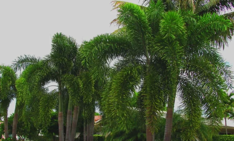 Foxtail PalmS: Ultimate Guide to Wodyetia bifurcata Care, Uses & Growth