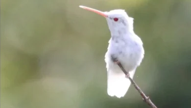 Albino Ruby-Throated Hummingbird