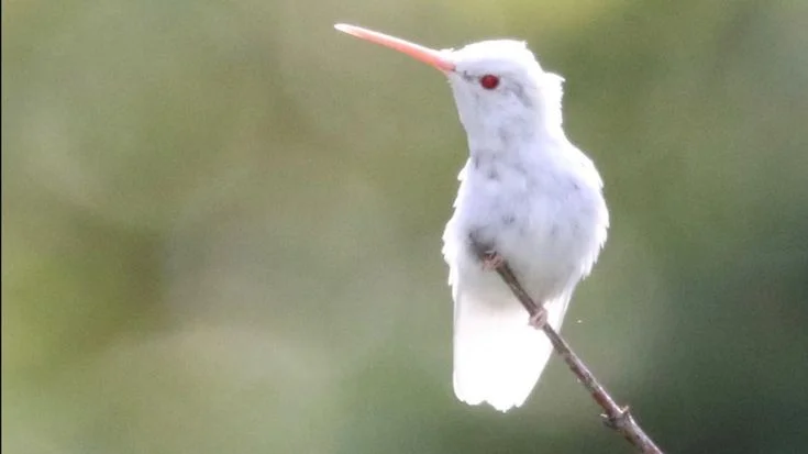 Albino Ruby-Throated Hummingbird
